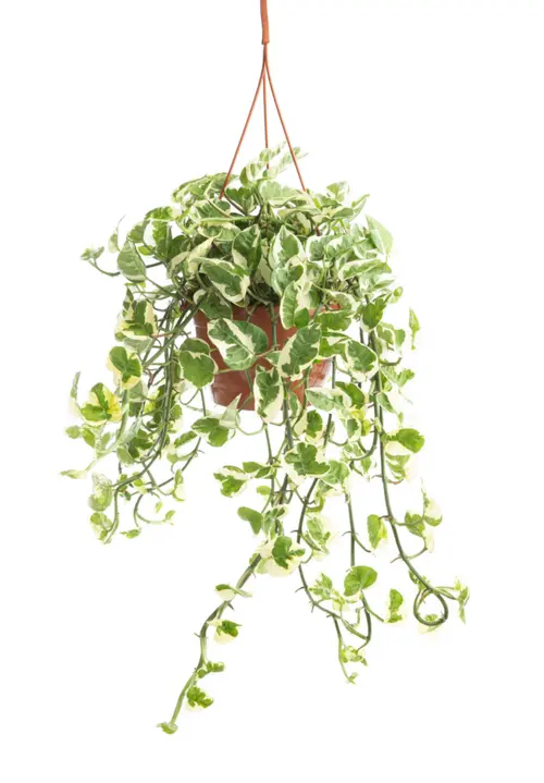 Pothos N'Joy blanc. La suspension Ø 17 cm