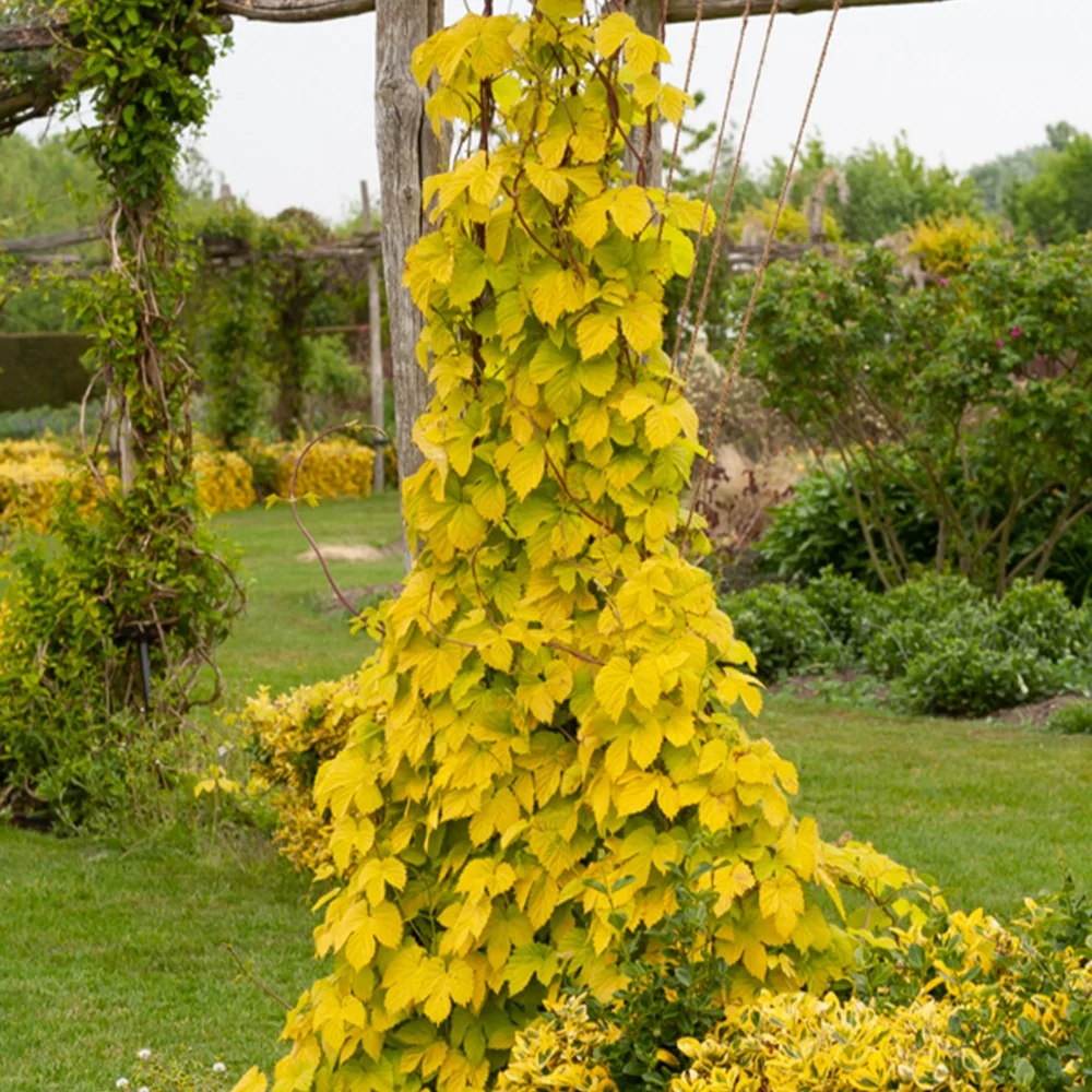 Houblon doré Humulus lupulus Aureus