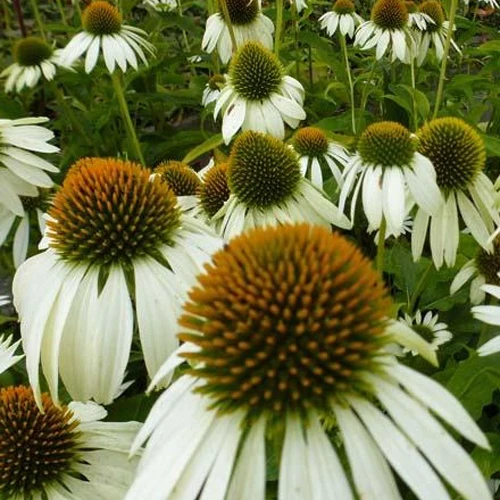 Rudbeckia pourpre Happy Star - Echinacea Echinacea purpurea happy star