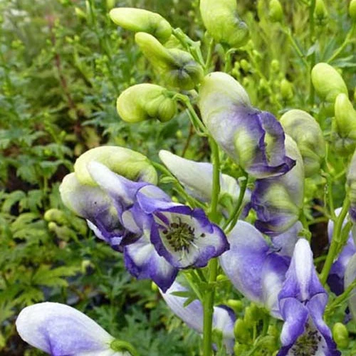 Aconit Bicolor Aconitum cammarum Bicolor