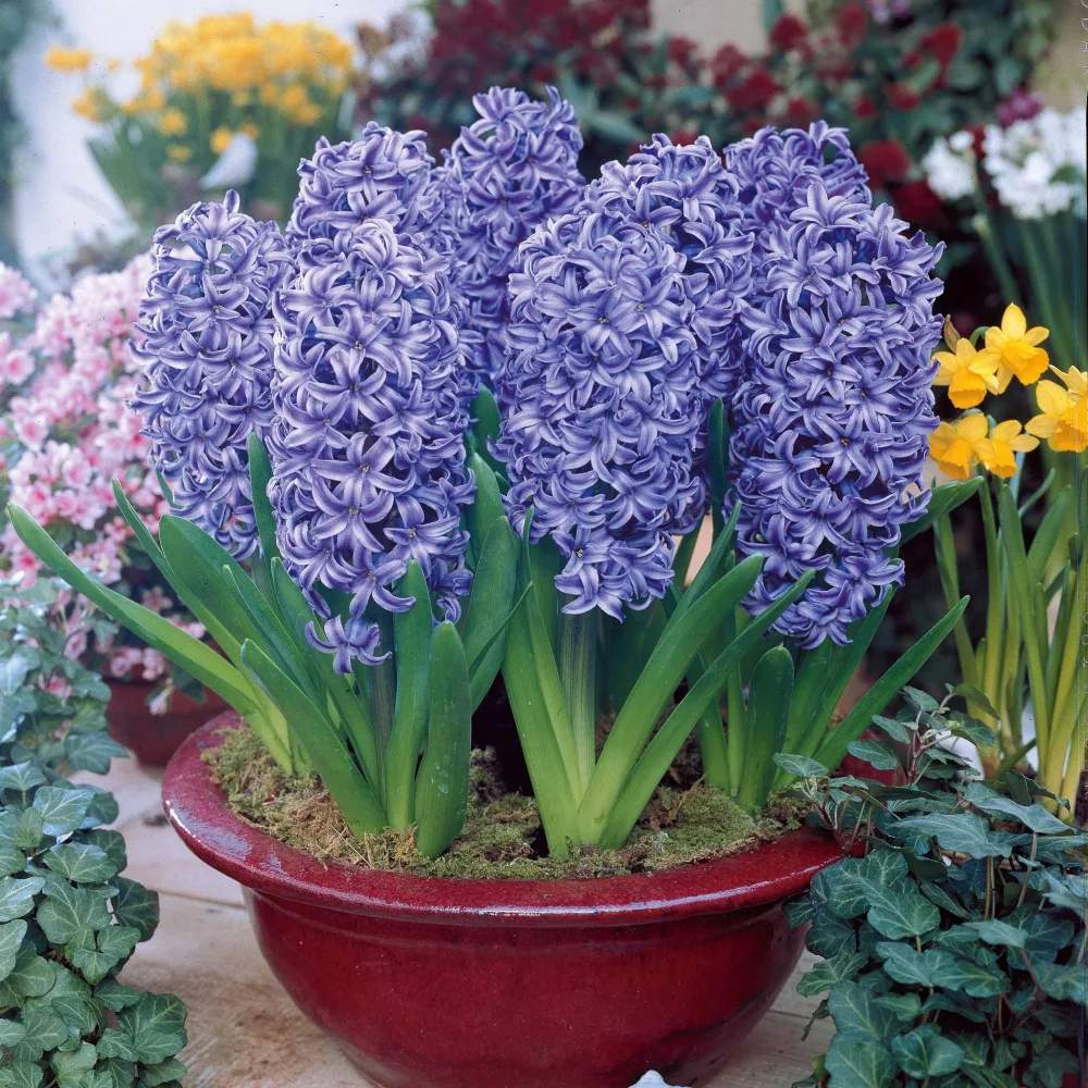 3 Jacinthes bleues Hyacinthus orientalis