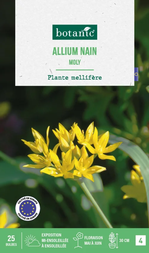 Allium moly botanic® - 25 bulbes