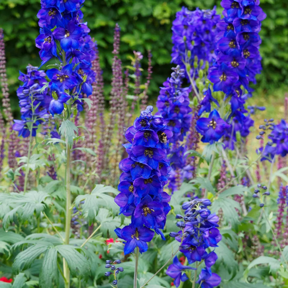 Delphinium belladones Bellamosum Delphinium belladonna Bellamosum