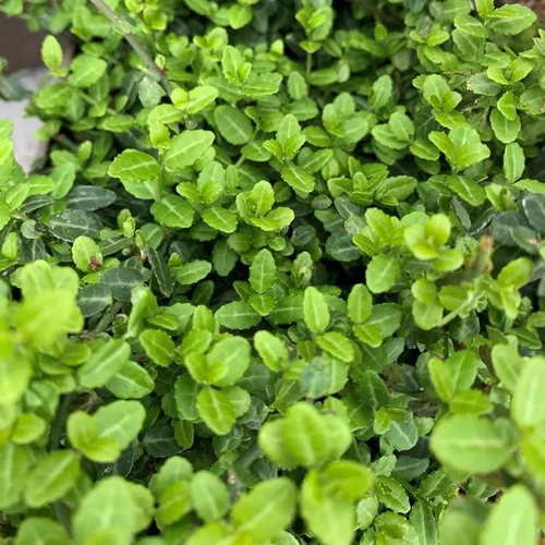(Euonymus Fort 'Minimus'). Le pot de 5 litres