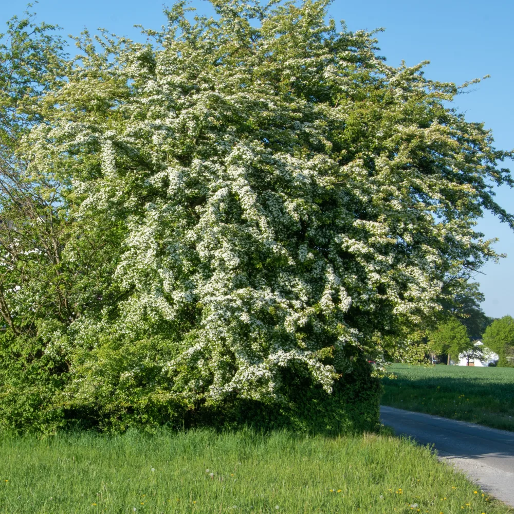 Aubépine Crataegus monogyna