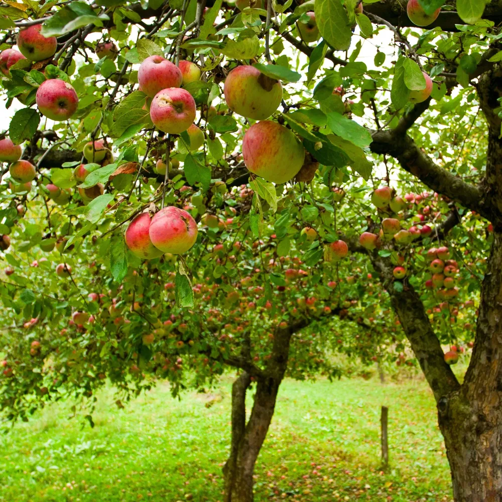 Pommier Jonagold Malus domestica Jonagold