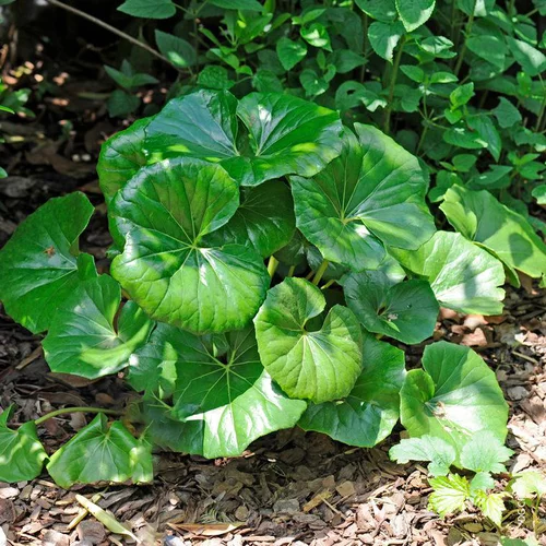 Farfugium varié ou Plante-panthère à feuilles vertes - Le pot de 3 litres