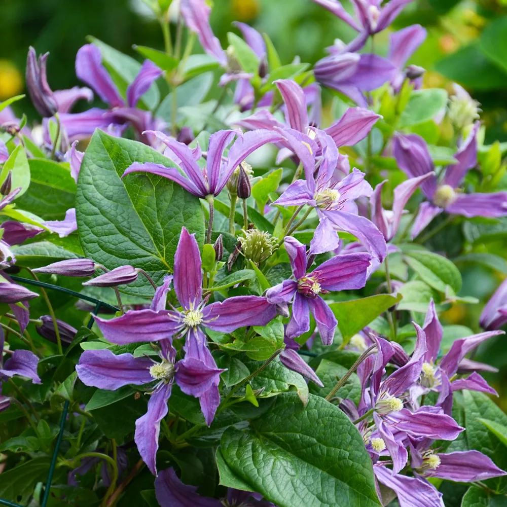 Clématite Saphyra® Estrella Clematis integrifolia Saphyra® Estrella