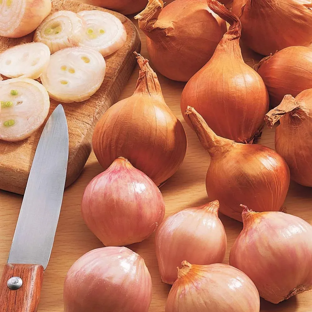 Echalote Lyska dite Polonaise Allium cepa lyska