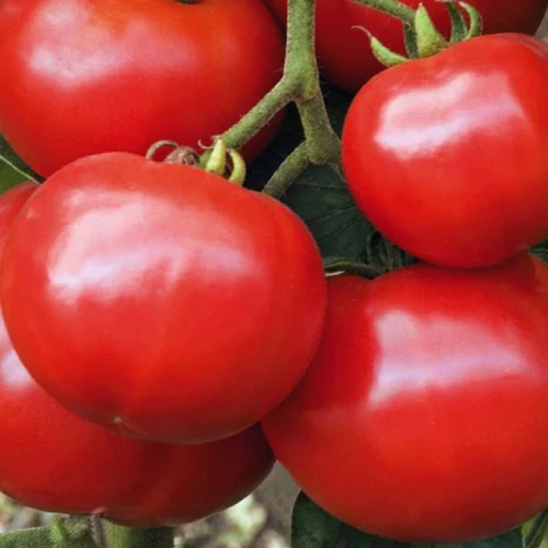 Plant Greffe Tomate Ronde Estiva Bio. Le pot de 1 litre
