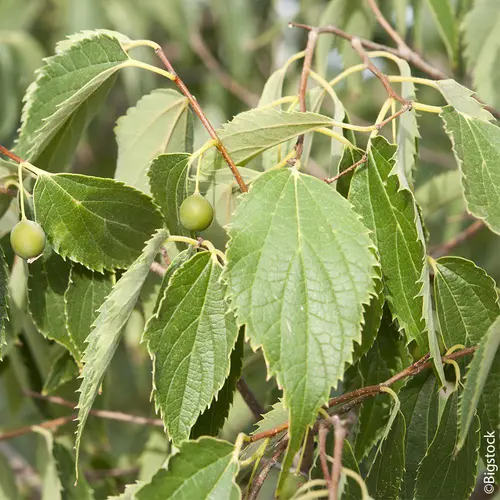 Micocoulier de Provence botanic® vert. Le pot de 10 litres