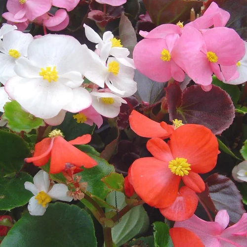 Begonia Massif. La jardinière de 40 cm
