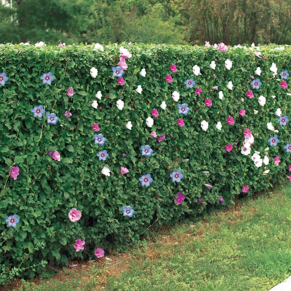 Haie de 5 Hibiscus de jardin Hibiscus syriacus