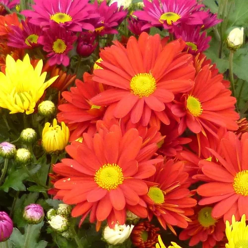 Mini chrysanthème ou marguerite d’automne - La coupe de Ø 25 cm