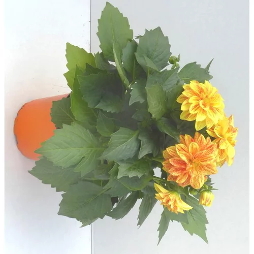 Dahlia Nain de Bouture - Le pot de 10.5 cm