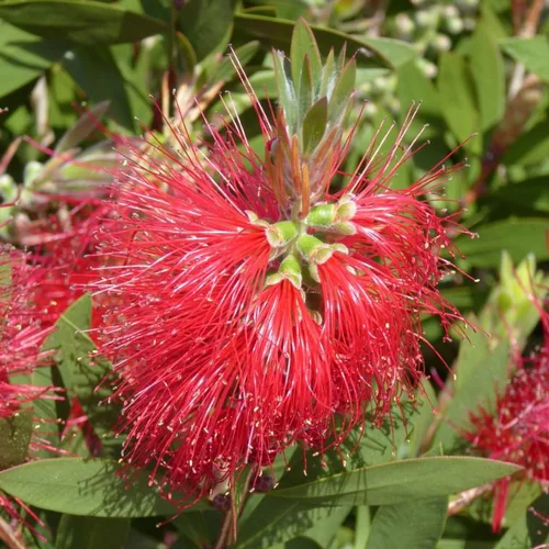 Callistemon. Le pot de 5 litres