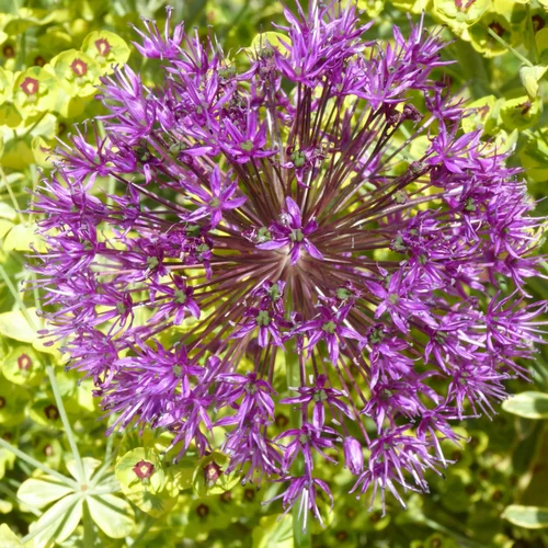 Allium. Le pot de 3 litres