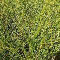 Carex Testacea - Le pot de 2 litres