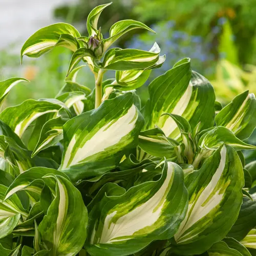 Hosta Undulata Mediovariegata vert botanic®. Le pot de 2 litres