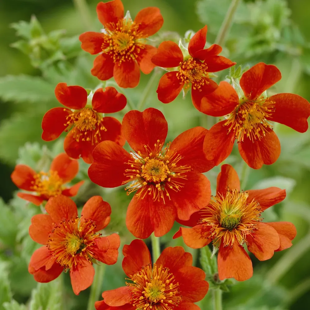 Benoîte orange Borisii Geum coccineum Borisii