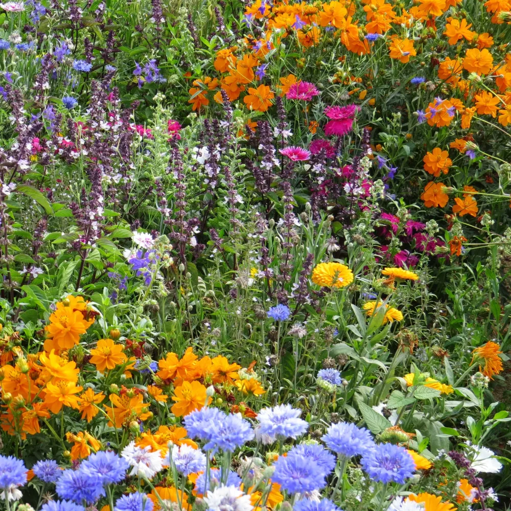 Fleurs mellifères et papillons variés en mélange Mélange mellifère et papillon varié