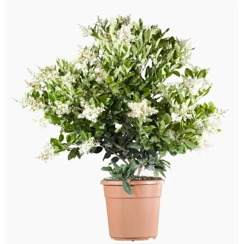 Ligustrum Japonicum Texanum (Troène du Texas) en pot de 9 L vert