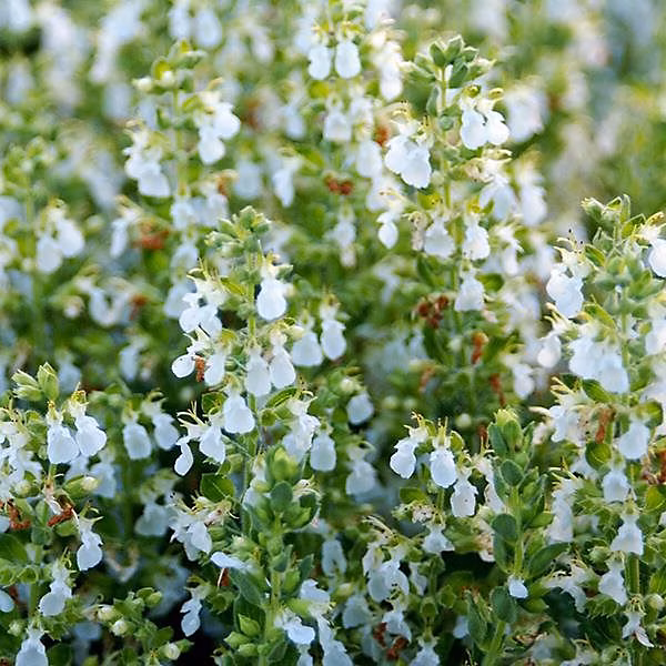 6 x Teucrium cham. 'Alba' – Teucrium chamaedrys 'Alba', godet 9cm x 9cm