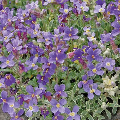 Aubriete bleue Panachee - Le pot de 9 x 9 cm