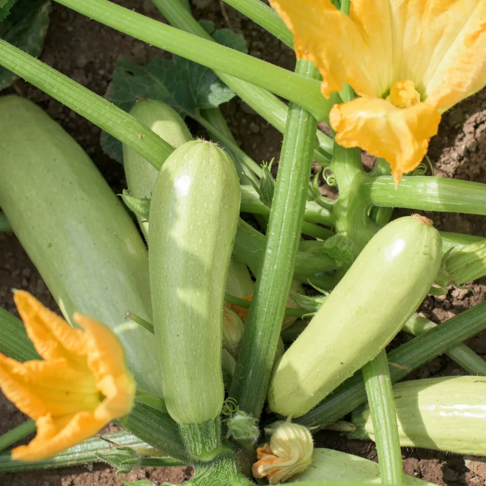 3 Plants de Courgette Lorea Cucurbita pepo lorea