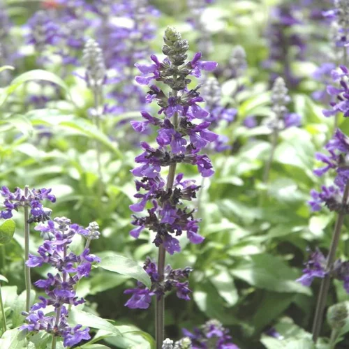 Sauge Farineuse bleue - Le pot de 13 cm