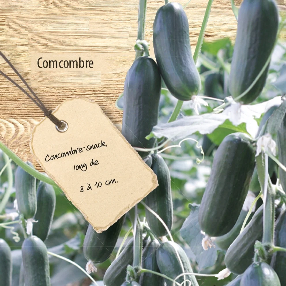 Concombre mini Hopeline F1 Cucumis sativus mini hopeline f1