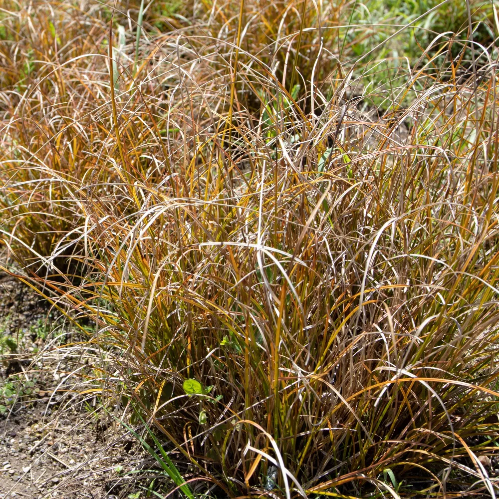 Laîche orange - Carex Carex testacea