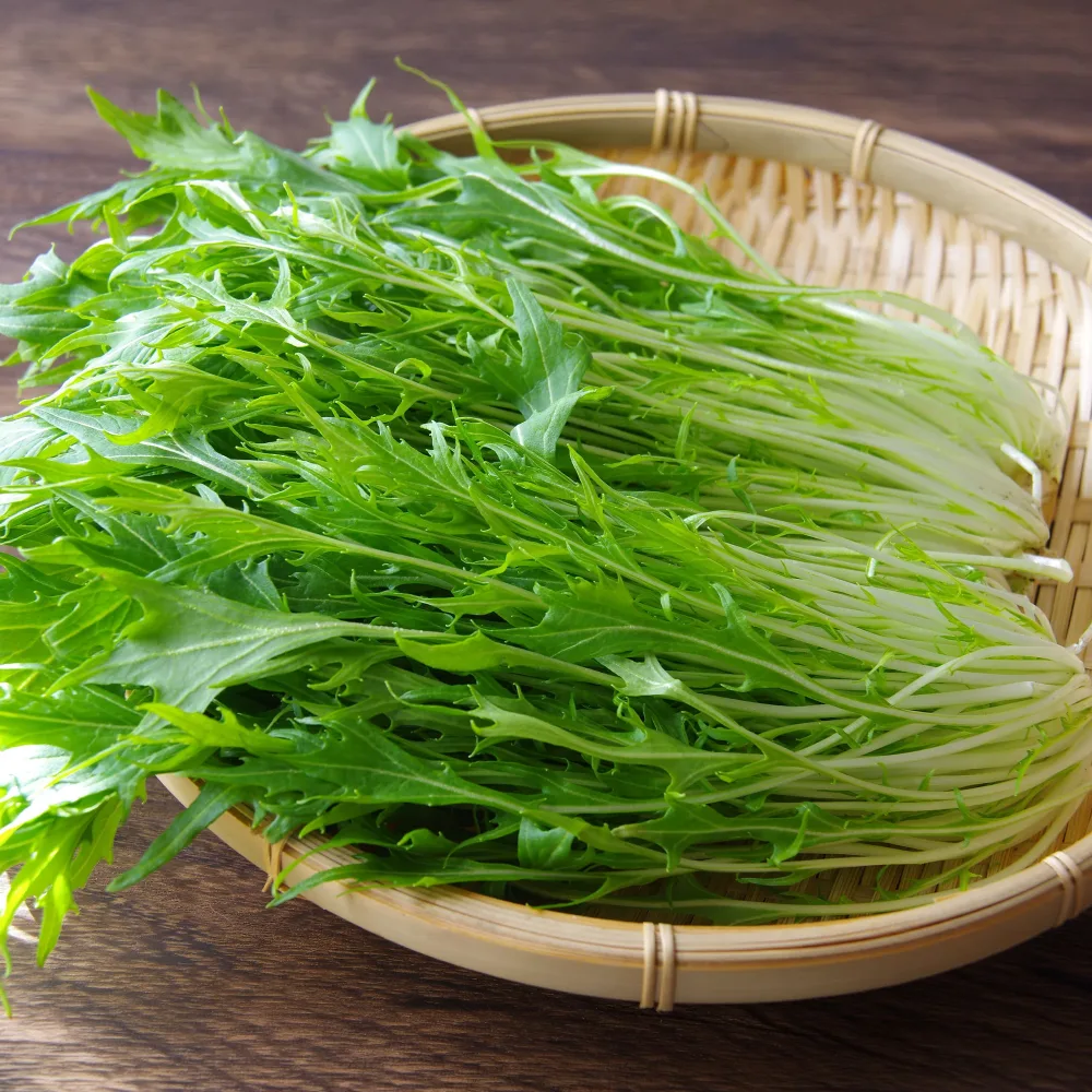Chou salade Japonais Mizuna Bio Brassica rapa japonica mizuna