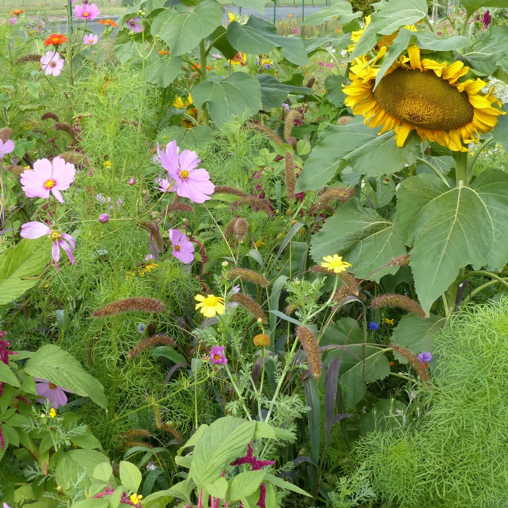Mélange de fleurs spécial oiseaux
