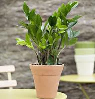 Zamioculcas pot Ø24 cm