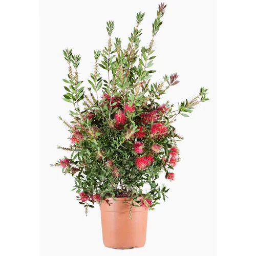 Rince bouteille (Callistemon Citrinus Splendens) 40/50. Le pot de 7 litres
