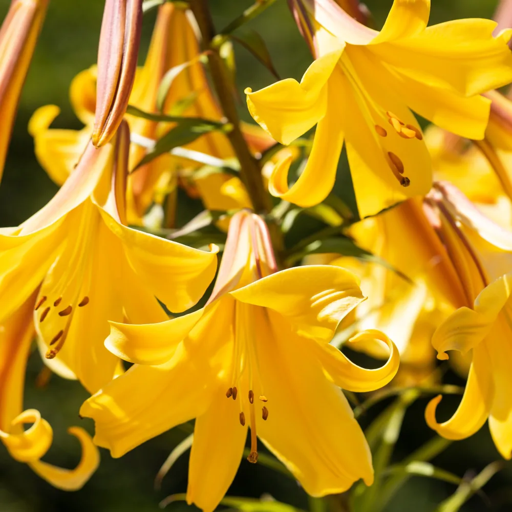 3 Lis Trompette Splendeur dorée Lilium golden splendour