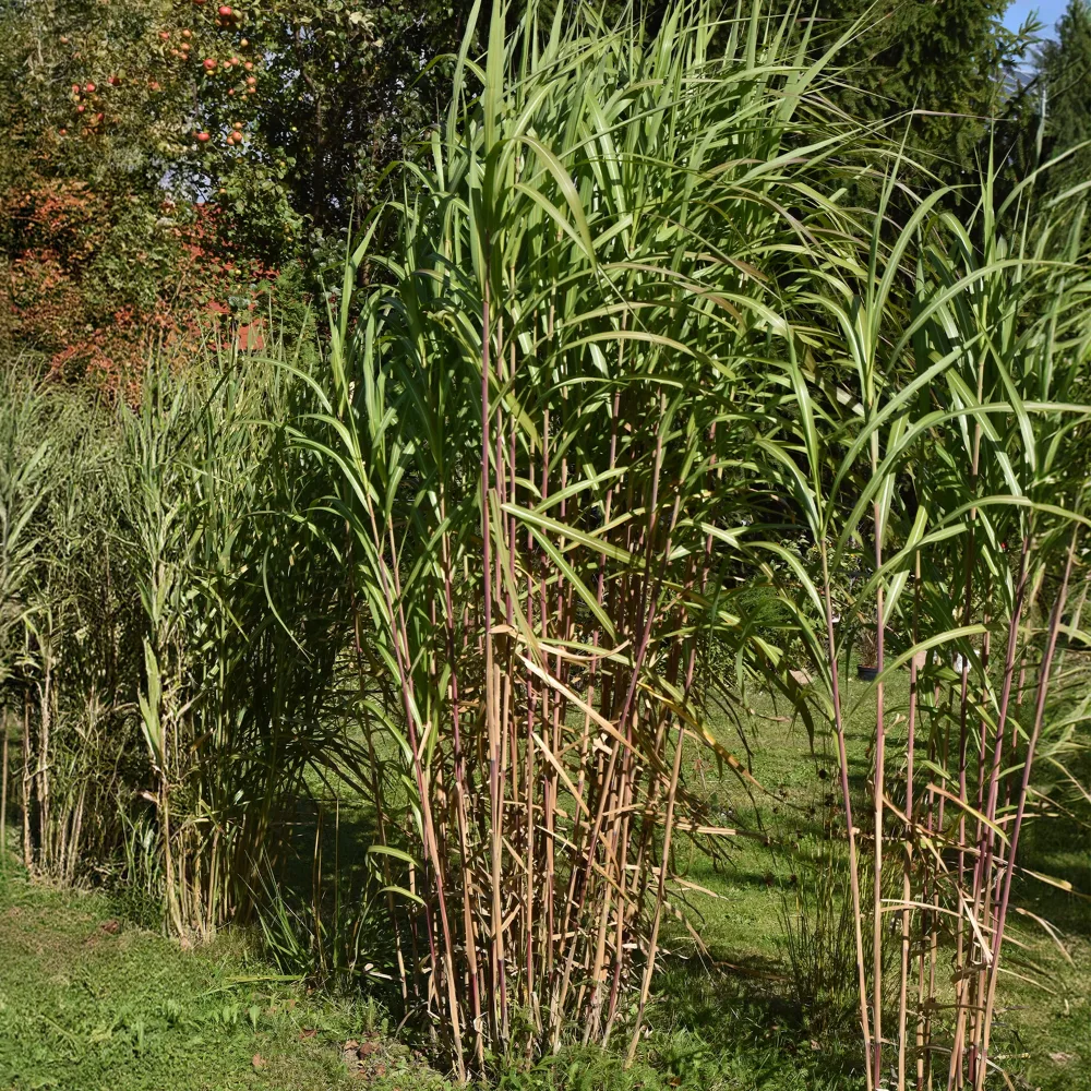 Eulalie gigantesque Miscanthus giganteus (floridulus)