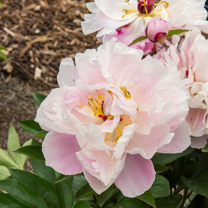 Pivoine Lady Alexandra Duff Paeonia lactiflora Lady Alexandra Duff