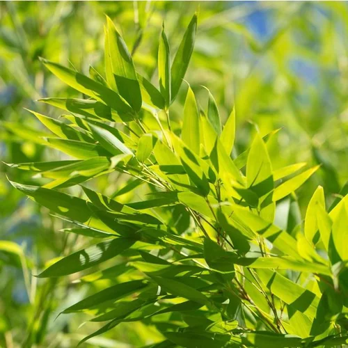 Bambou Phyllostachys Aurea. Le pot de 30 litres