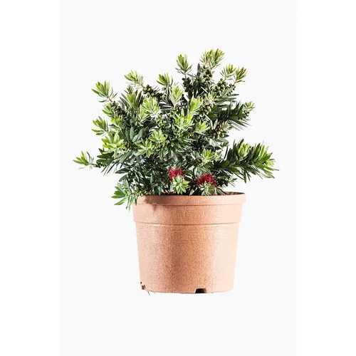 Rince bouteille Little John (Callistemon). Le pot de 3 litres