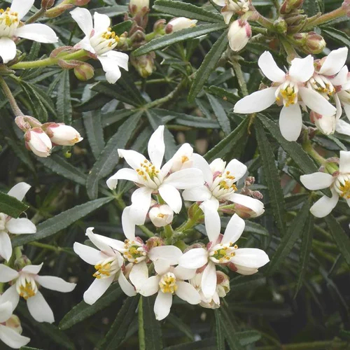 Choisya 'aztec pearl'