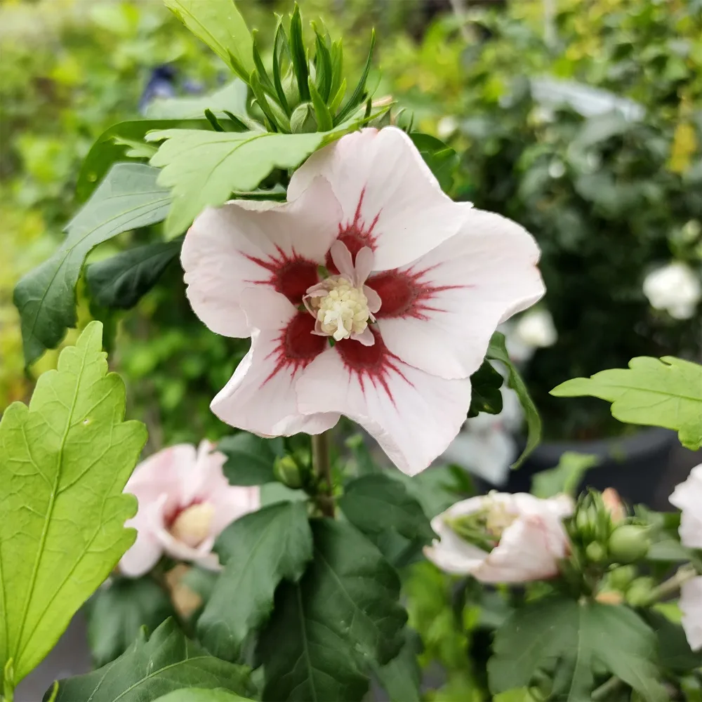 Hibiscus Hamabo Hibiscus syriacus Hamabo