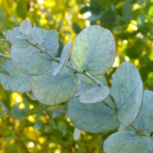 Eucalyptus Gunnii - Le pot de 12 cm