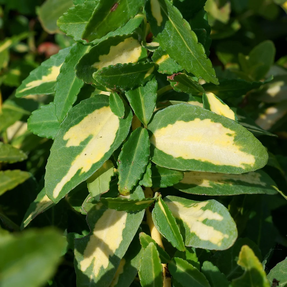 Fusain persistant Sunspot Euonymus fortunei sunspot