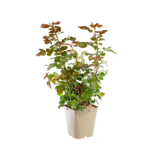 Rosier Line Renaud® Label Rouge en pot de 5L