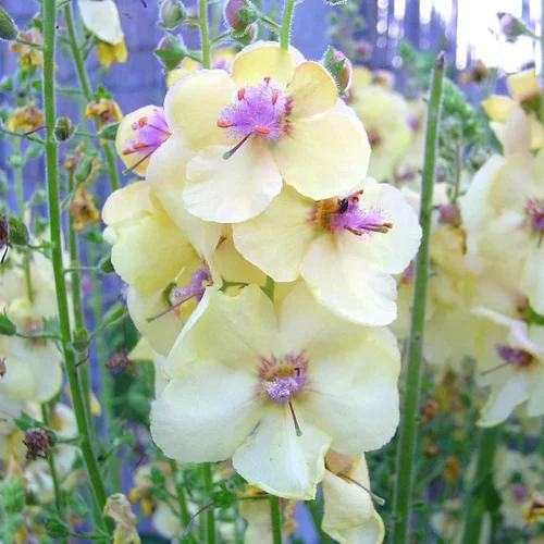 Verbascum - Le pot de 3 litres