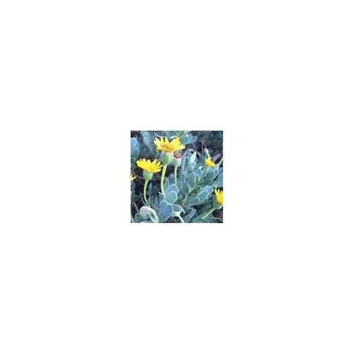 Othonopsis jaune - Le pot de 9 x 9 cm