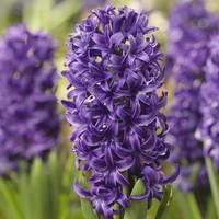 Jacinthe Blue Pearl - Le godet