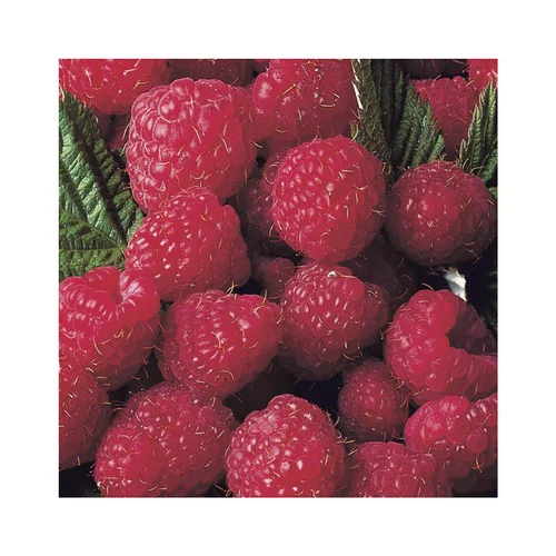 Framboisier Magnific Delbard® Bio. Le pot de 2 litres